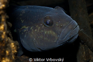 Round Goby - Neogobius melanostomus by Viktor Vrbovský 